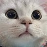 Profilbild von ๐คฃ.๐ฅง.๐กผ.โ โก โ.๐กผ.๐ฅง. ๐คฃ
