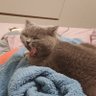 Li's profile picture