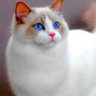 Фото профиля Cute 😺 cat