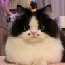 Profilbild von Kuro is missing 🐶🐱