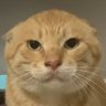 EinReiskuchen profil fotoğrafı