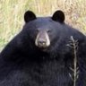 活きのいいウナギ's profile picture