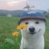 Milo's profile picture