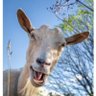 Al Dente profil fotoğrafı