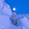 Aryanimal profil fotoğrafı