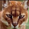 الزعفرون's profile picture