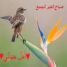مضواحي الكناني profil fotoğrafı