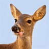 bisho's profile picture