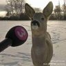 Deer_intheHeadlights ็ๅคดๅ