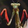 Mantis Hands's profile picture