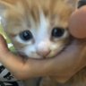 妮大椰 profil fotoğrafı