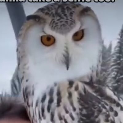 Namaku_Doaku's profile picture