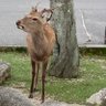 岬 的头像
