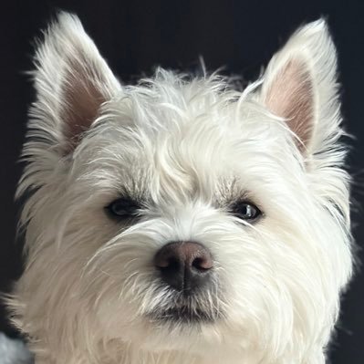日々、くまたろう🐻‍❄️'s profile picture