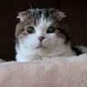 藍色のさくら's profile picture