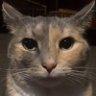 YYJP's profile picture