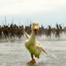 Profilbild von Who give a duck