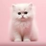 VINIT_A_A_5 profil fotoğrafı