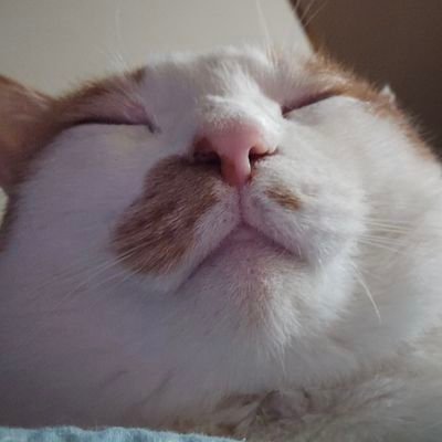 참깨's profile picture