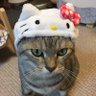 にゃんずの髭's profile picture