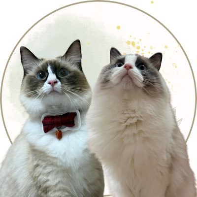 ラグドールのララちゃん&ルルくん's profile picture