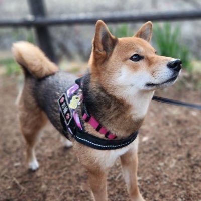胡麻毛の柴犬「お嬢」٭❀*٭❀*'s profile picture