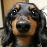 コンサル犬 的头像
