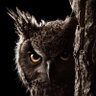🦉 的头像