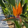 Фото профиля Laura A