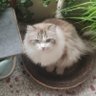 yufeng's profile picture
