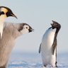 Adelie The Little Penguin 🇬🇧 profil fotoğrafı