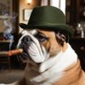 Profilbild von Boss Dog