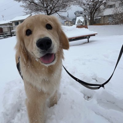 北関東の鷹🐶ゴールデンレトリバーとの暮らし🏠's profile picture