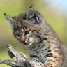 Profilbild von Judy Montour
