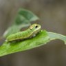 Фото профиля AgenticCaterpillar