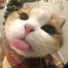 Meng 的头像