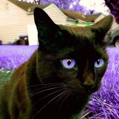 MrManhattanKS's profile picture