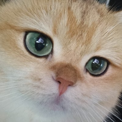 Gol D. REX's profile picture