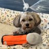 Agility Dog Mom's profile picture