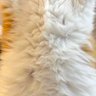 ぬこねこ。 profil fotoğrafı