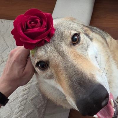 Bsumettikul's profile picture