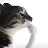 Profilbild von kats