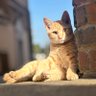 Profilbild von ねこひめ