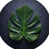 Harsh's profile picture