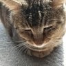 Profilbild von ねこおっさん