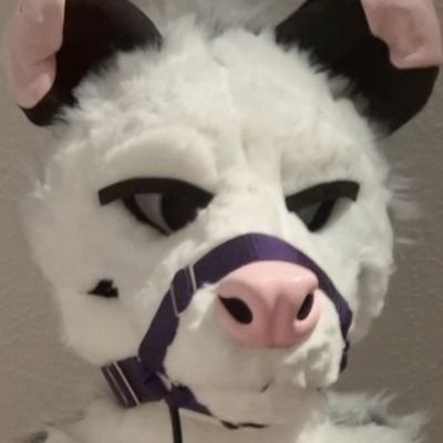 ShibatheShark's profile picture