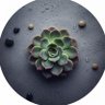 Saksham's profile picture
