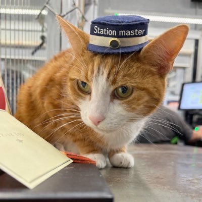 George The Stourbridge Junction Station Cat's profile picture