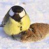 BFbirbs's profile picture