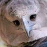 OBSERVANDO VOCÊ. profil fotoğrafı
